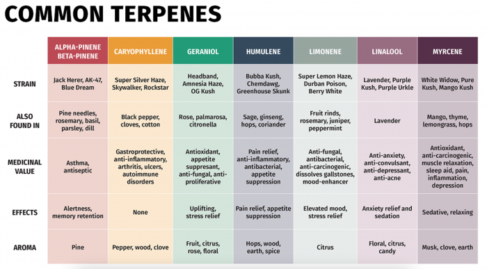 what are cannabis terpenes
