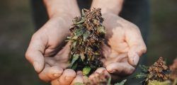 Pasadena Marijuana Dispensary
