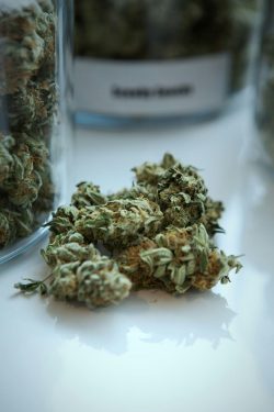 pot dispensaries pasadena